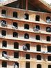 pigeon-house