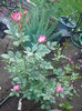 Bukavu 2014.05.28 (3)