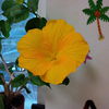 hibiscus galben