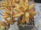 Sedum nussbaumerianum     Bitter 1923