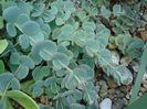 Sedum sieboldii    Regel 1856