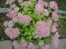 Sedum spectabile Boreau 1866 (2)