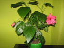 Picture My plants 1389