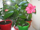 Picture My plants 1472