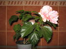 Picture My plants 1306