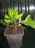 Picture My plants 1584