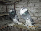 Picture 001