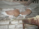 Picture 026