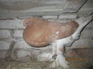Picture 028