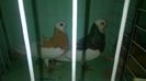DONATI