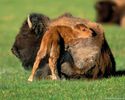 bizonul si vitelul