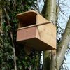 cuib pt Vinturel rosu(Falco tinnunculus)