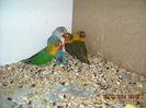 DSCN0084