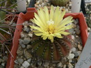 frailea_asteroides