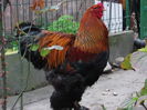 VANDUT