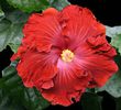 hibiscus-vermillion-queen- poza net