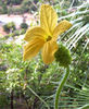 floare de kivano