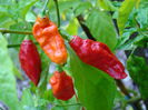 ardei NAGA BHUT JOLOKIA