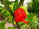 ardei CAROLINA _REAPER