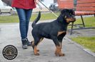 Femela Rottweiler