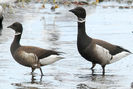 Branta bernicla