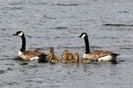Branta canadensis