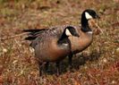 Branta hutchinsii