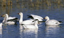 Chen caerulescens