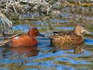 Cinnamon Teal - Anas cyanoptera