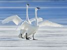 Cygnus buccinator