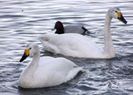 Cygnus columbianus
