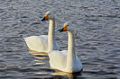 Cygnus cygnus