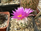 neolloydia_grandiflora