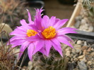 neolloydia_grandiflora_fl