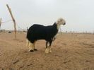 O Awassi in desert hibrid