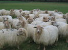Oi Lacaune tot de lapte