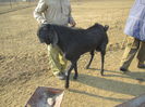 Tap Bakra negru - 6
