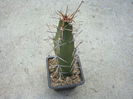 Cereus phatnospermus subsp. kroenleinii      (N.P.Taylor) P.J.Braun & Esteves 1997