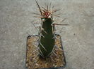 Cereus phatnospermus subsp. kroenleinii   (N.P.Taylor) P.J.Braun & Esteves 1997