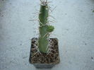 Cereus phatnospermus subsp. kroenleinii  (N.P.Taylor) P.J.Braun & Esteves 1997