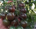 ROSII CHERRY NEGRE-RUNDA 3