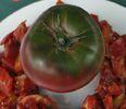 tomate  SEA MAN 2
