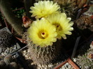 notocactus_floricomus_fl