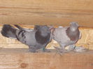 DSCN0461