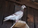 Picture 026