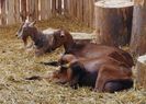 La odihna Alpine cu Toggenburg