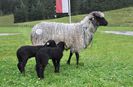 Oaie tiroleza Steinschaf cu miei