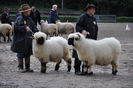 Walliser Schwarznasen la un targ