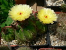 notocactus_acutus