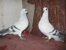 Damasc